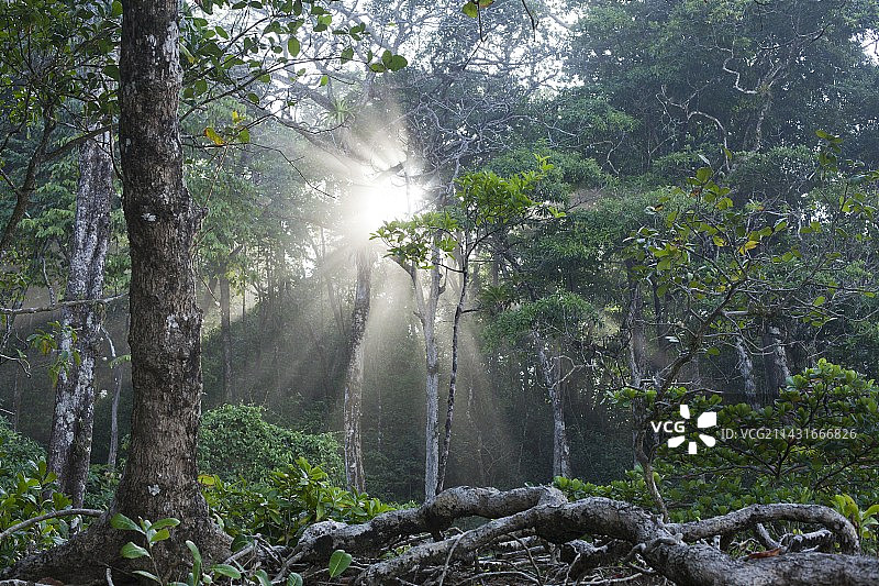 巴拿马热带雨林丛林科伊瓦图片素材