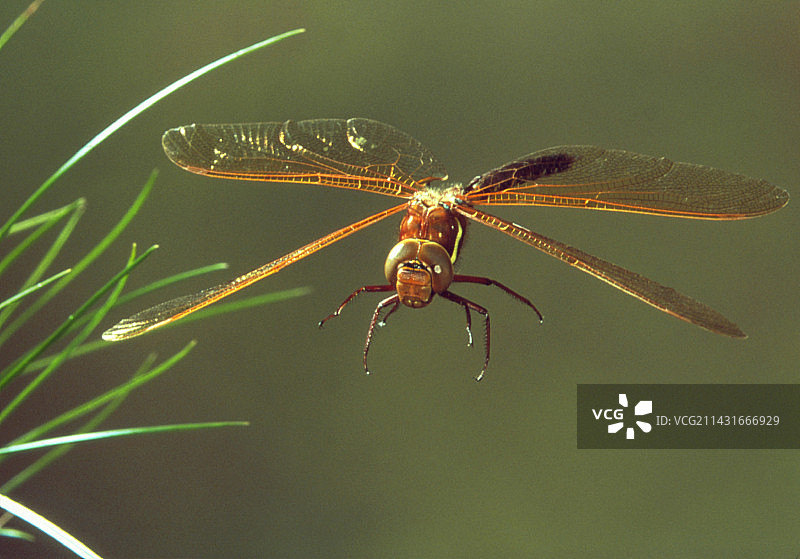 棕色蜻蜓图片素材