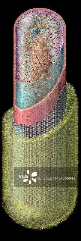 炭疽杆菌图片素材