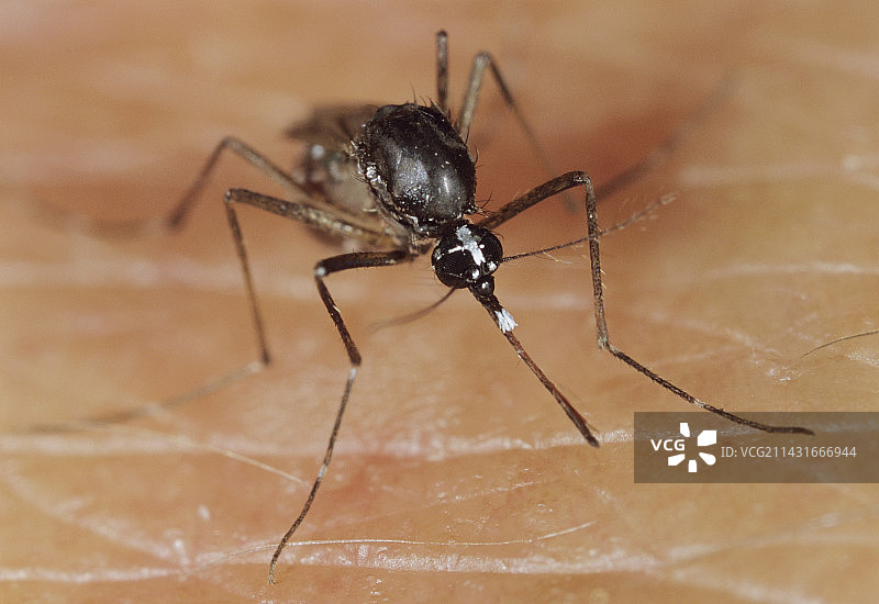 亚洲虎蚊图片素材