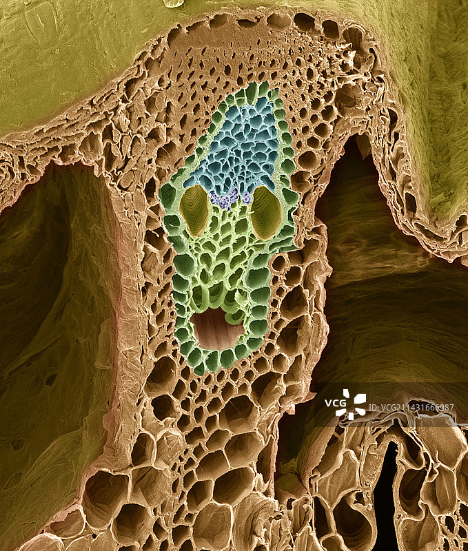 草茎扫描电镜图图片素材