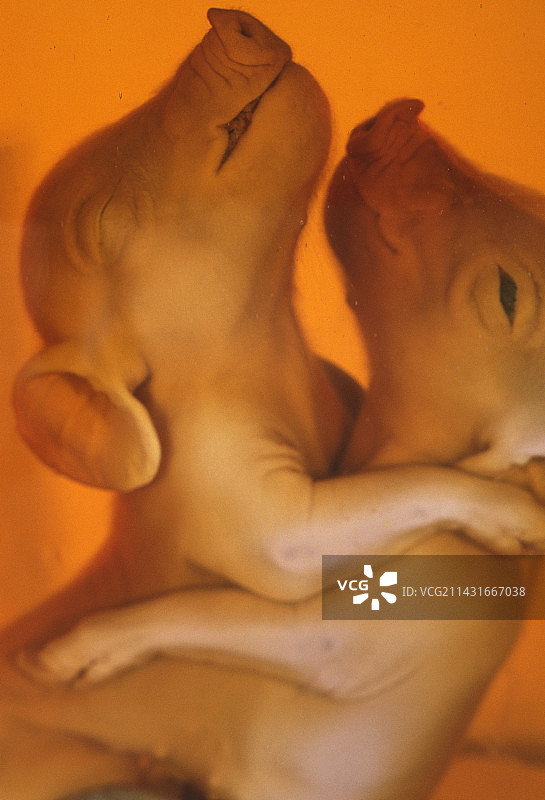 暹罗小猪图片素材