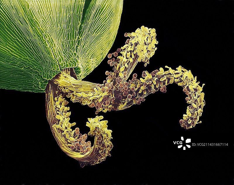 授粉后的花雌蕊，扫描电镜图片素材