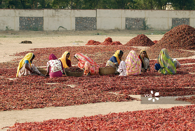 在印度晾晒辣椒的女人图片素材