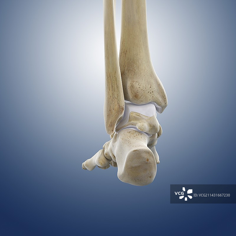 足部和踝骨后视图（艺术作品）图片素材