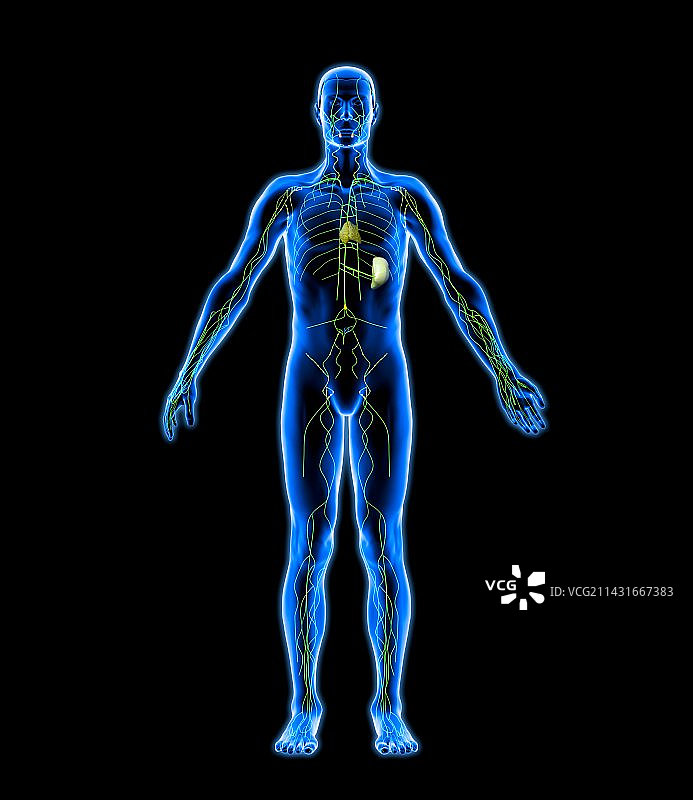 淋巴系统，艺术品图片素材