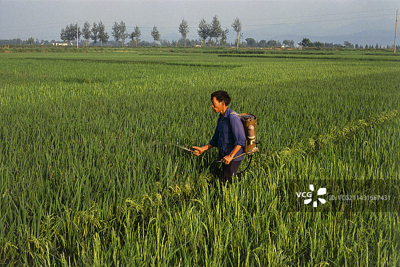 农场工人在稻田里喷洒农药图片素材