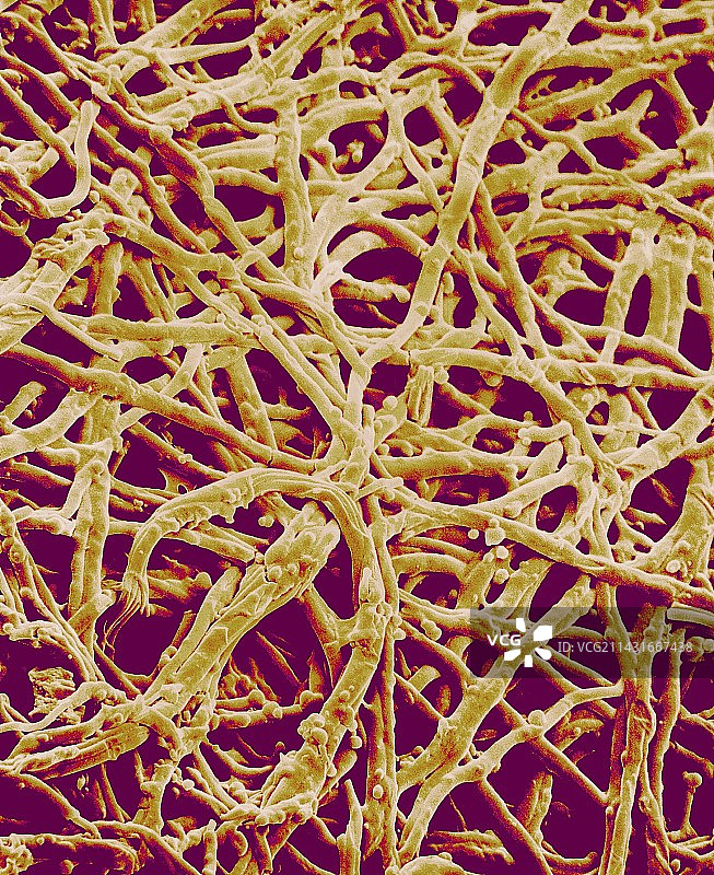 蛋壳材料扫描电镜图图片素材