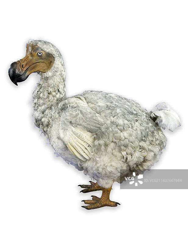 渡渡鸟模型图片素材