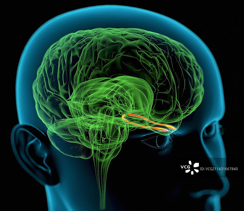 大脑中的嗅觉神经图片素材