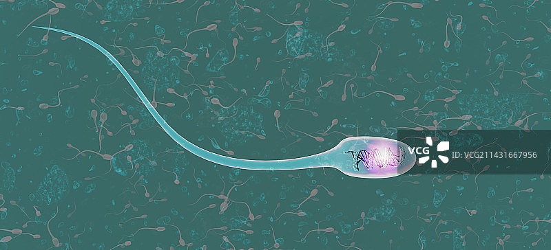 精子内的DNA图片素材