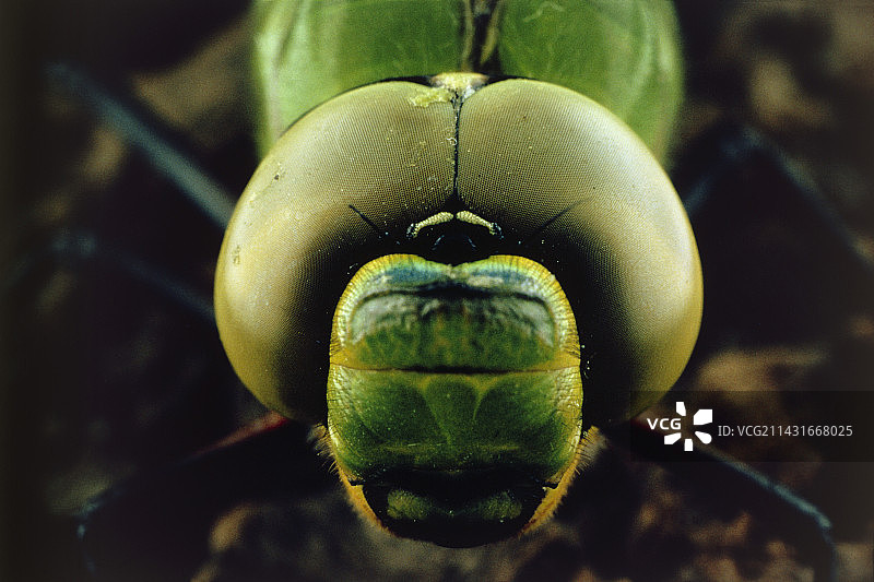 蜻蜓头部和复眼的微距照片图片素材