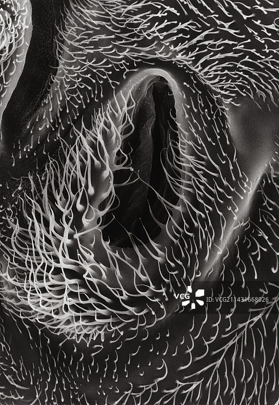 果蝇胸部气门的扫描电镜图像图片素材