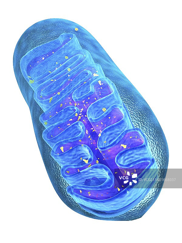 线粒体结构，艺术作品图片素材