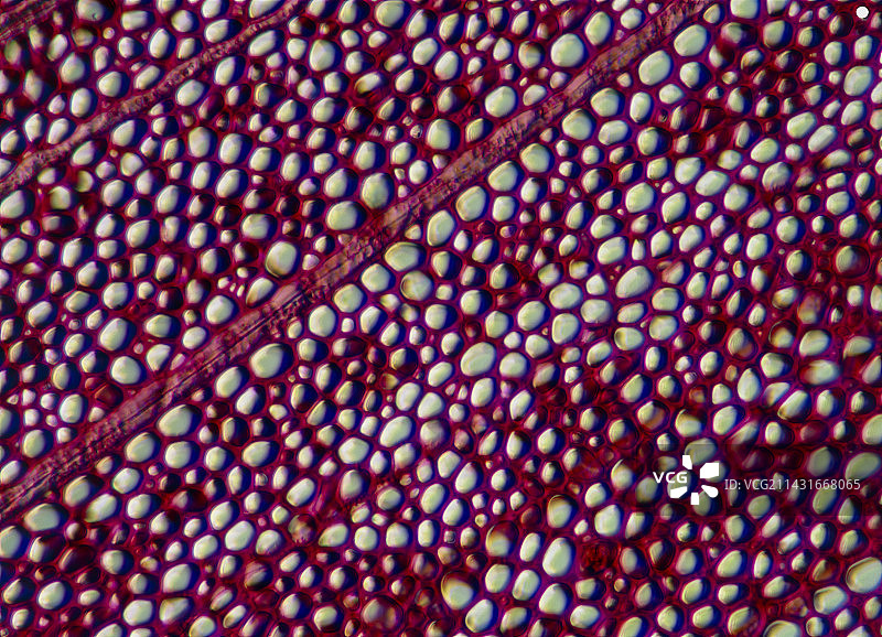 竹茎切面图图片素材