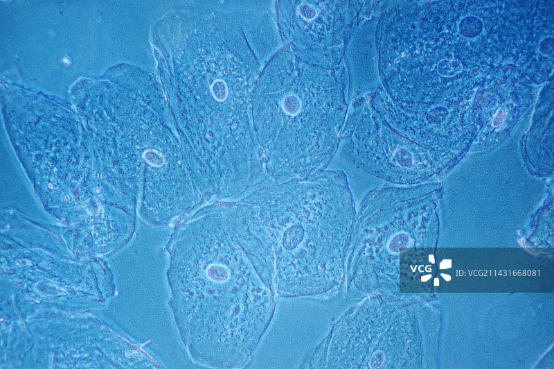 口腔上皮细胞显微照片图片素材