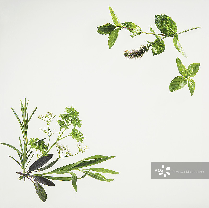 新鲜草本植物摆放图片素材