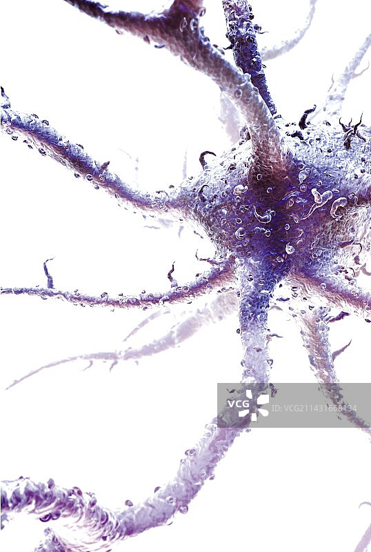 树突状细胞图片素材