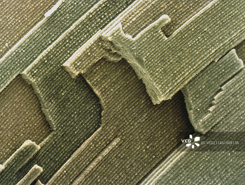 眼睛晶状体细胞的彩色扫描电镜图像图片素材