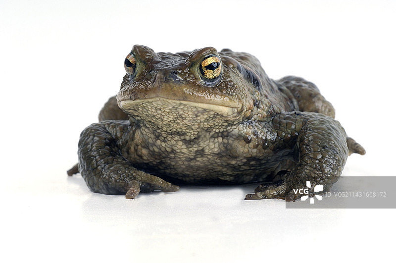 普通蟾蜍图片素材