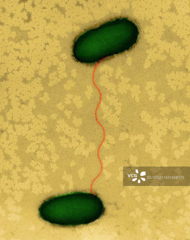 大肠杆菌结合，TEM图片素材