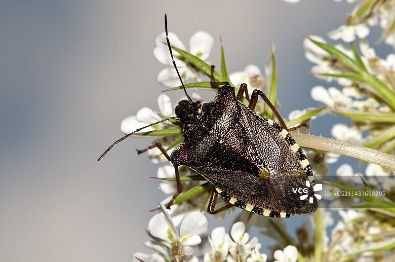花朵上的森林昆虫图片素材