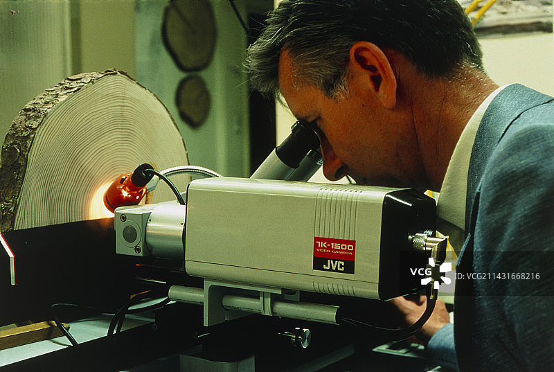 林业专家检查冷杉树的生长年轮图片素材