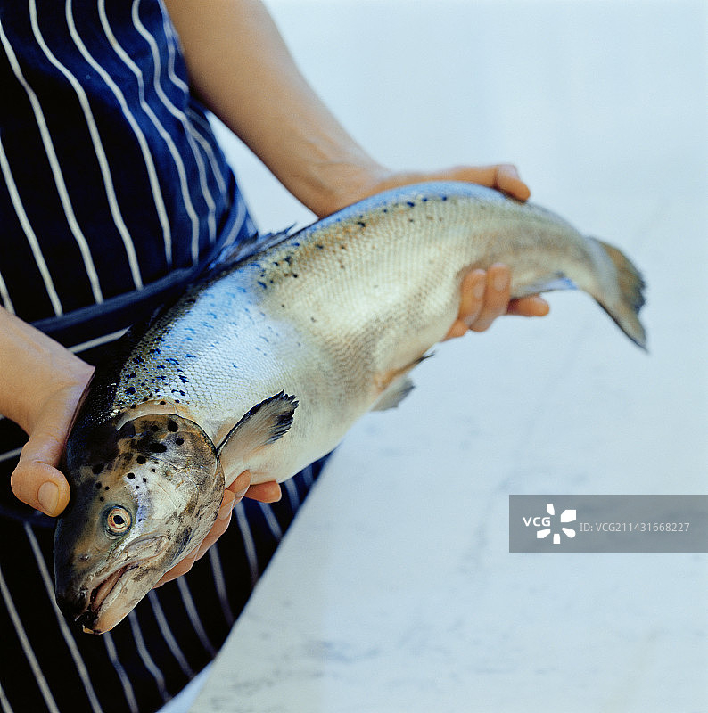 大马哈鱼图片素材