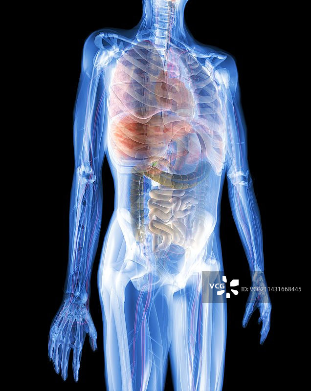 人体X光片艺术图图片素材