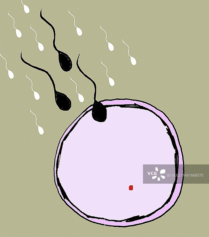 受精作用图片素材