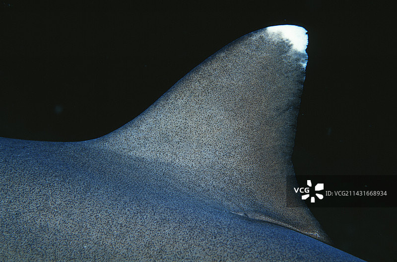 白鳍礁鲨鱼鳍图片素材