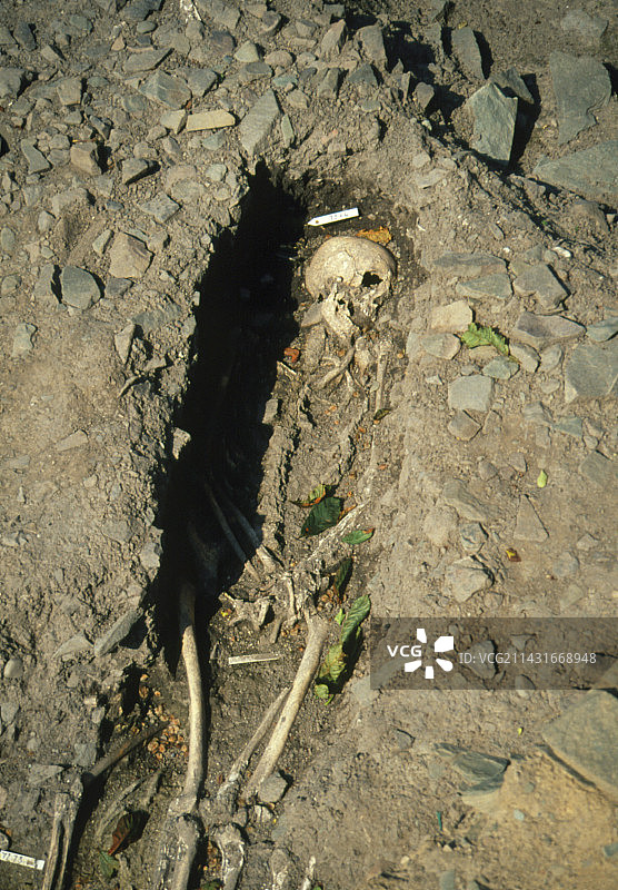 在墓地中发现的中世纪骨骼图片素材