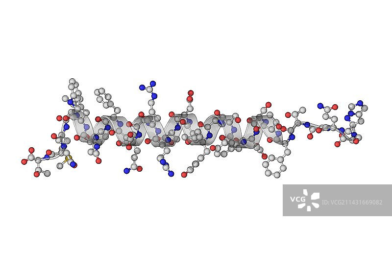 胰高血糖素激素分子图片素材