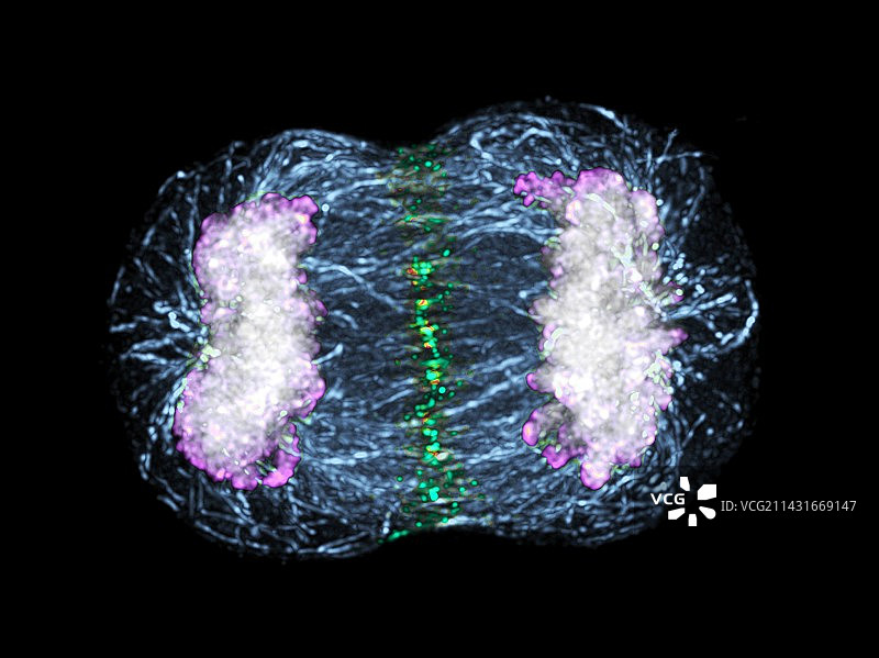 有丝分裂图片素材