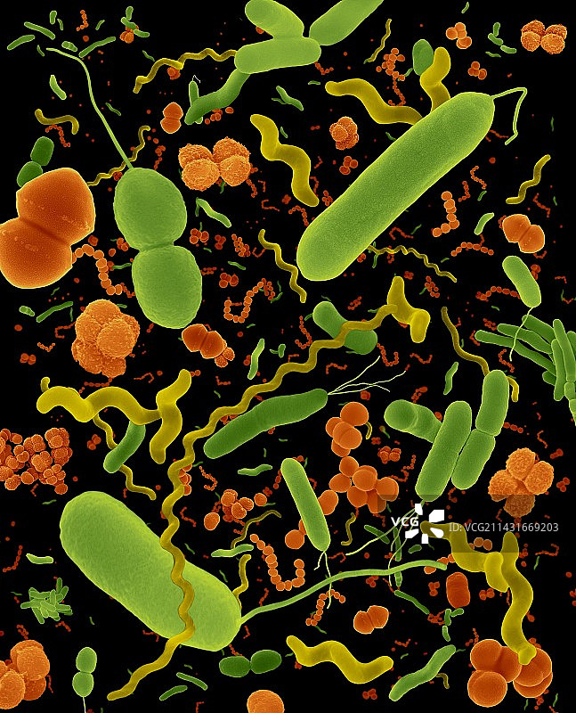 常见细菌类型扫描电镜图图片素材