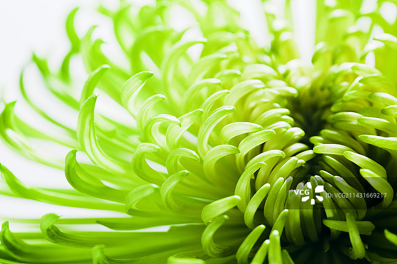 ‘Shamrock’菊花图片素材