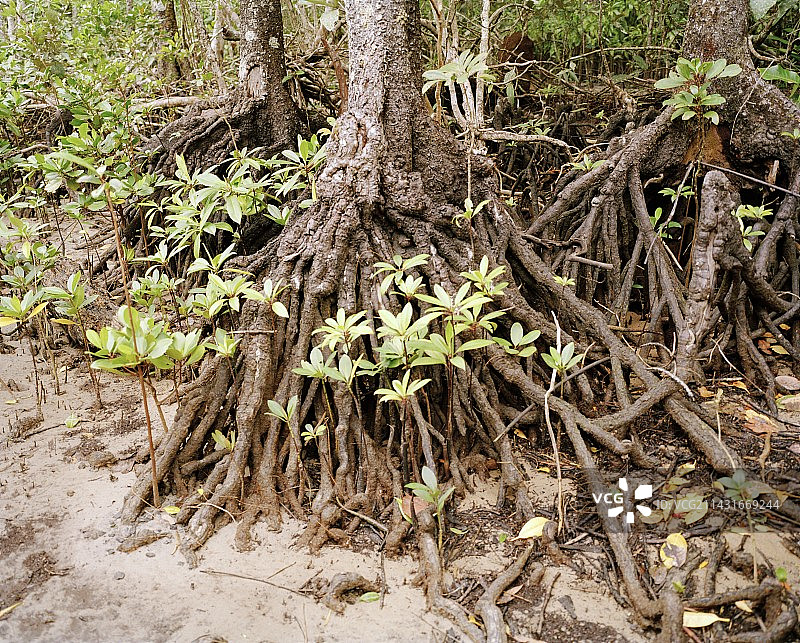 红树林图片素材