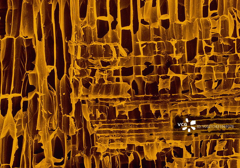 轻木的截面图片素材