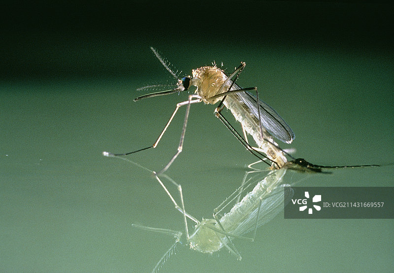 蚊子变态图片素材