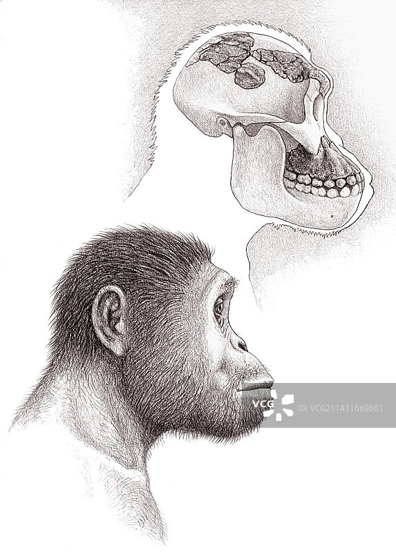 南方古猿加氏头骨图片素材