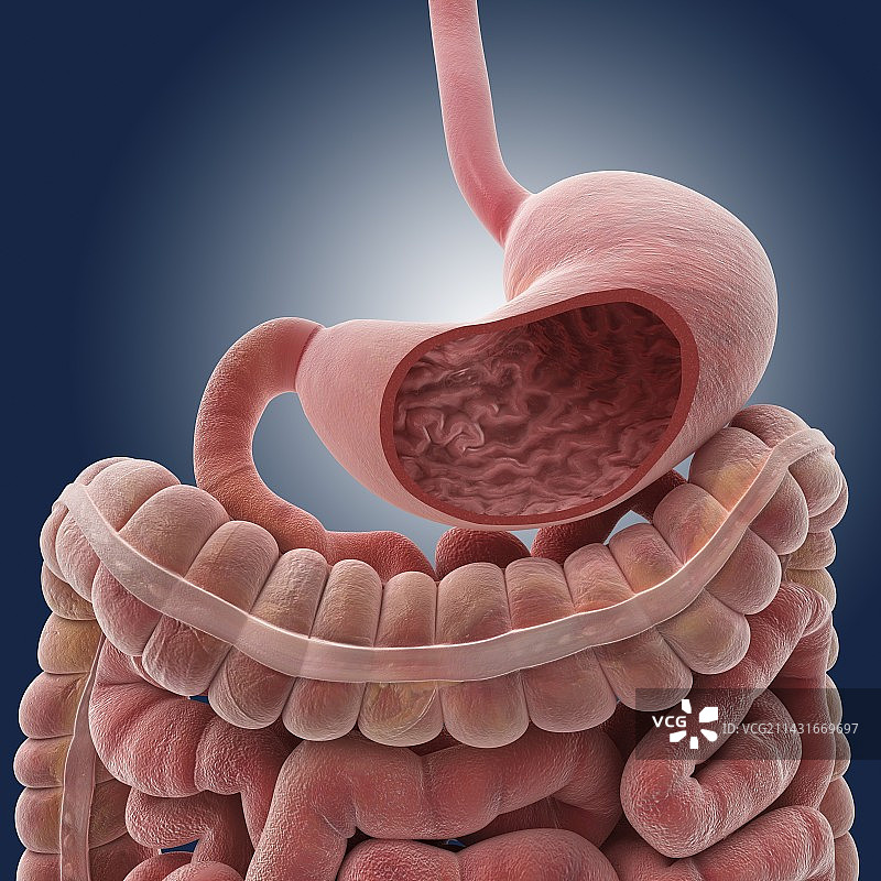 胃与肠道插画图片素材