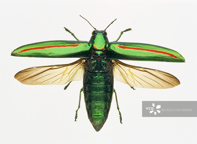 吉丁虫图片素材