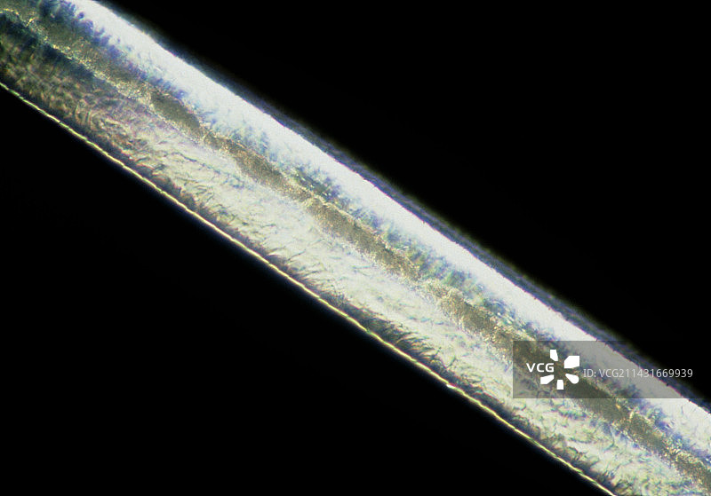 灰色人发的光学显微镜图片素材