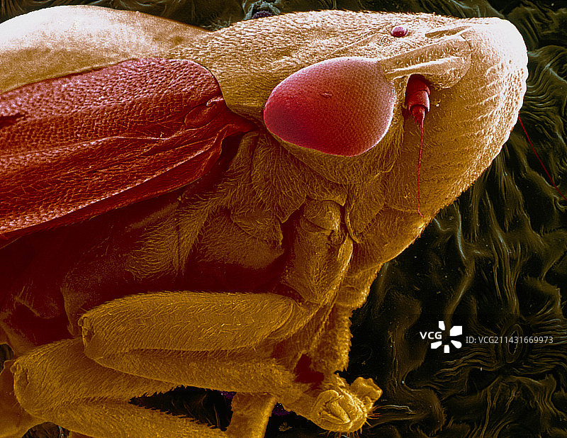 沫蝉的扫描电子显微镜照片图片素材