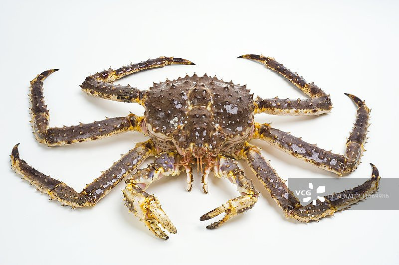 红色帝王蟹图片素材