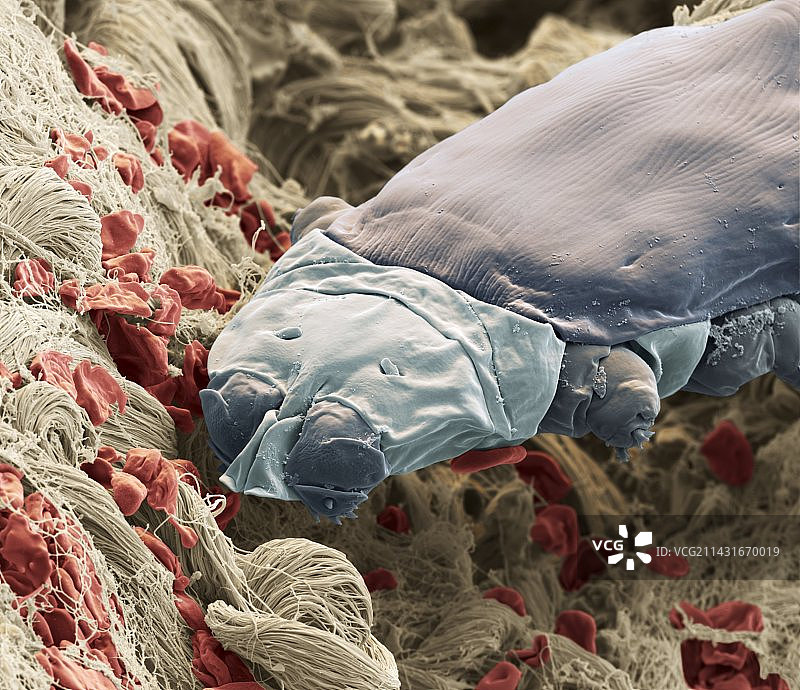 犬疥螨的扫描电子显微镜图像图片素材