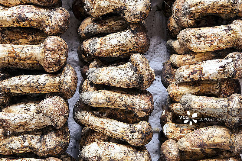 云南野生菌松茸图片素材