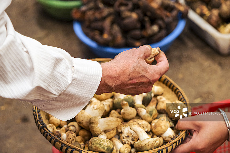 云南野生菌图片素材