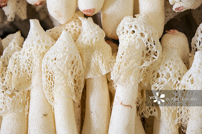 云南野生菌竹荪图片素材