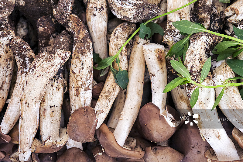 云南野生菌鸡枞图片素材